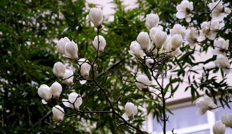 全面行动，全力投入——我校开展“世界防治结核病日”主题宣传活动