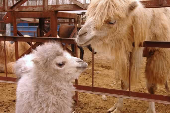 我院动物写生园区骆驼家族喜添“新丁” 我院动物写生园区骆驼家族喜添“新丁”