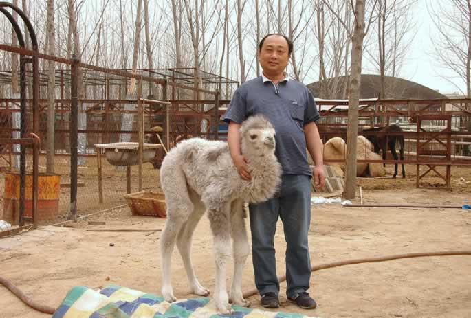 我院动物写生园区骆驼家族喜添“新丁” 我院动物写生园区骆驼家族喜添“新丁”