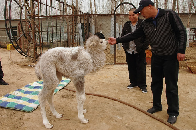 我院动物写生园区骆驼家族喜添“新丁” 我院动物写生园区骆驼家族喜添“新丁”
