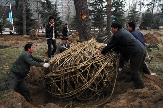 迎春植树,绿化校园 迎春植树,绿化校园
