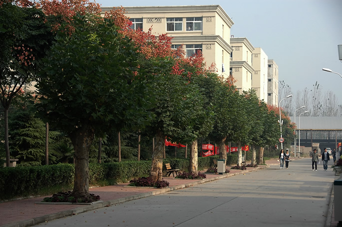 迎春植树,绿化校园 迎春植树,绿化校园