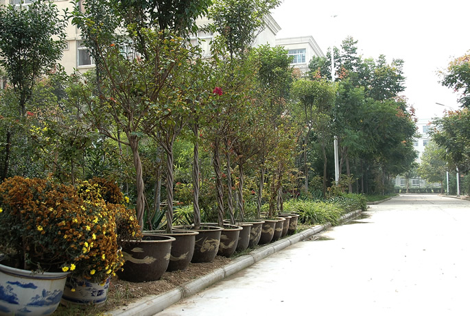 迎春植树,绿化校园 迎春植树,绿化校园