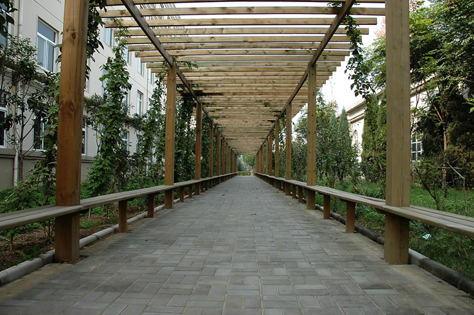 迎春植树,绿化校园 迎春植树,绿化校园